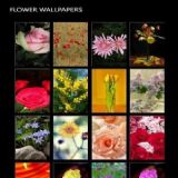Download Flower Wallpapers Cell Phone Software
